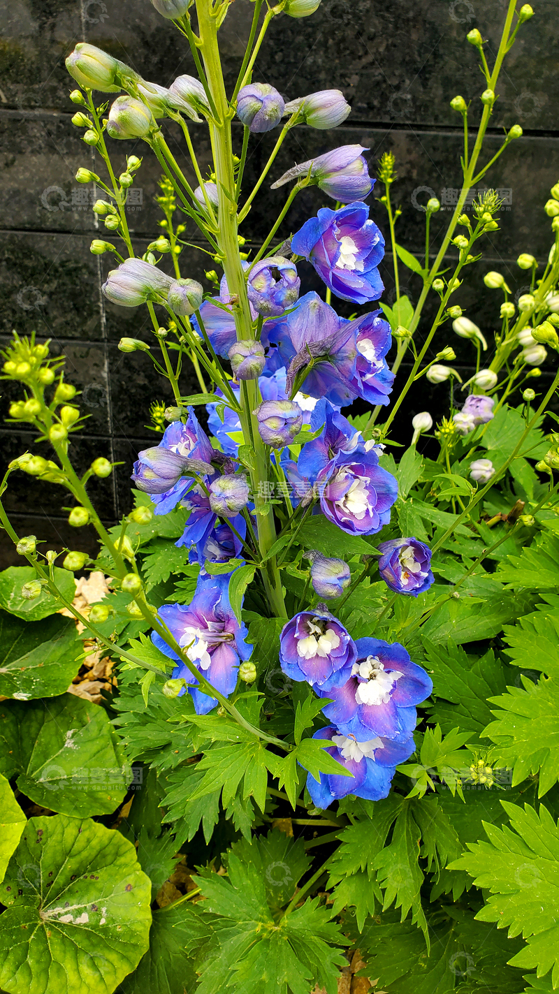 高清大图下载【趣麦麦图】高翠雀花花朵花卉花苞花序绿叶植物