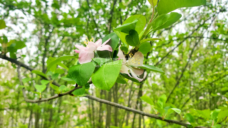 高清大图下载【趣麦麦图】樱花晚樱樱树花朵绿叶树叶树枝