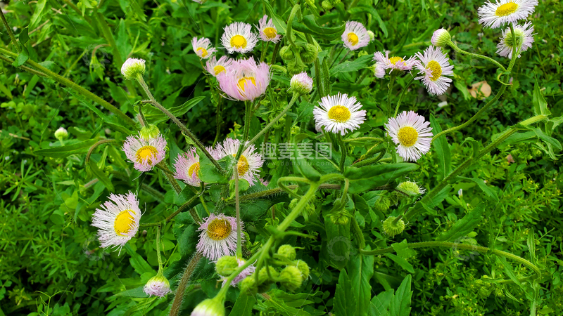 高清大图下载【趣麦麦图】一年蓬花朵花卉花瓣花蕊花丛植物