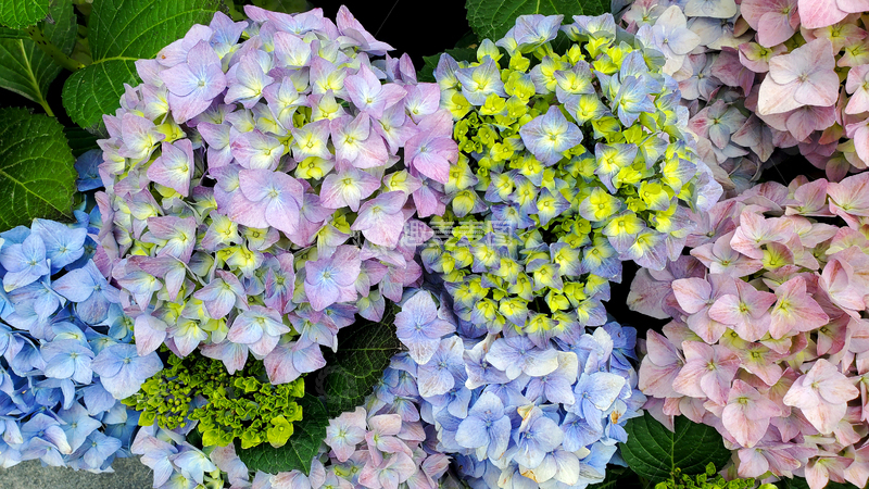 高清大图下载【趣麦麦图】绣球花紫阳花花簇花丛花朵花卉花瓣