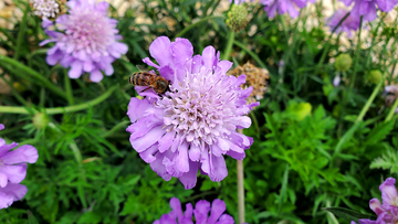 昆虫蜜蜂窄叶蓝盆花花朵花卉花蕊花瓣
