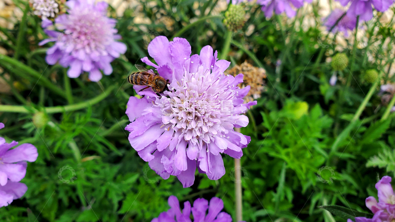 高清大图下载【趣麦麦图】昆虫蜜蜂窄叶蓝盆花花朵花卉花蕊花瓣