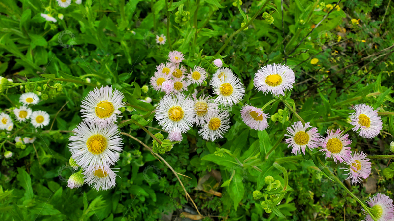 高清大图下载【趣麦麦图】一年蓬花卉花朵花瓣花蕊花丛植物