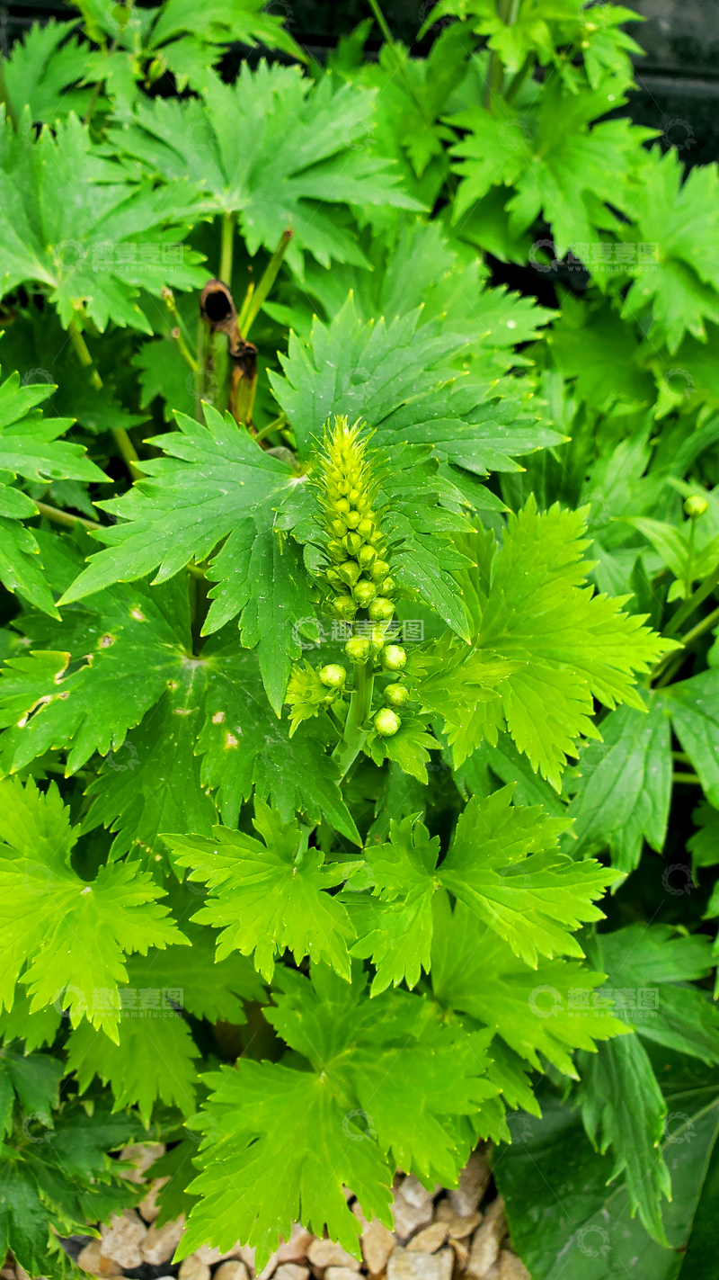 高清大图下载【趣麦麦图】高翠雀花花苞花穗花序绿叶植物