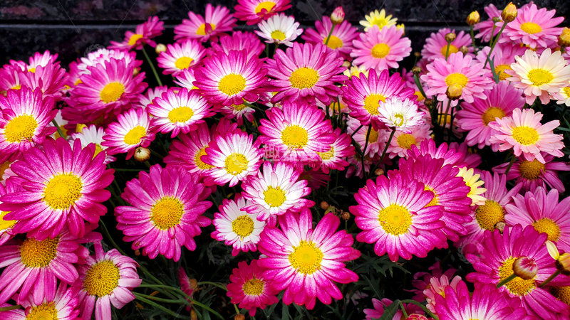 高清大图下载【趣麦麦图】木茼蒿菊花花丛花簇花朵花卉花瓣花蕊