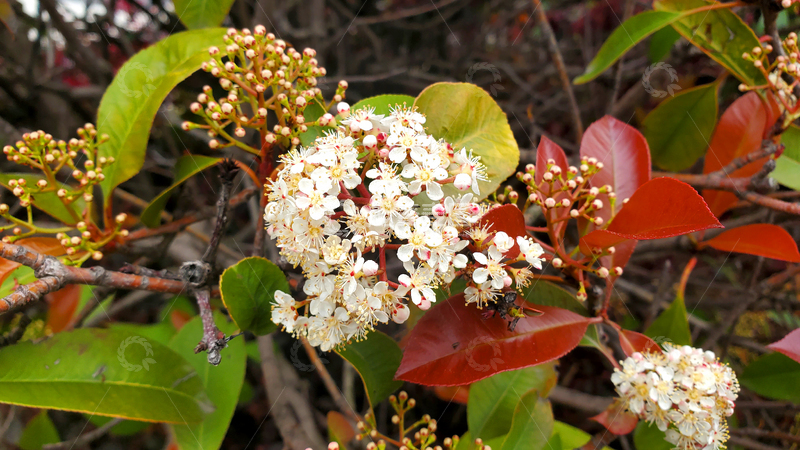 高清大图下载【趣麦麦图】石楠花花朵花卉花苞花骨朵绿叶树叶子