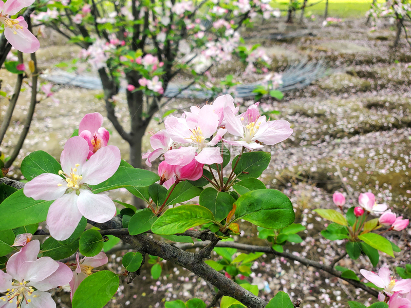 高清大图下载【趣麦麦图】春日樱花花朵花卉晚樱绿叶树枝