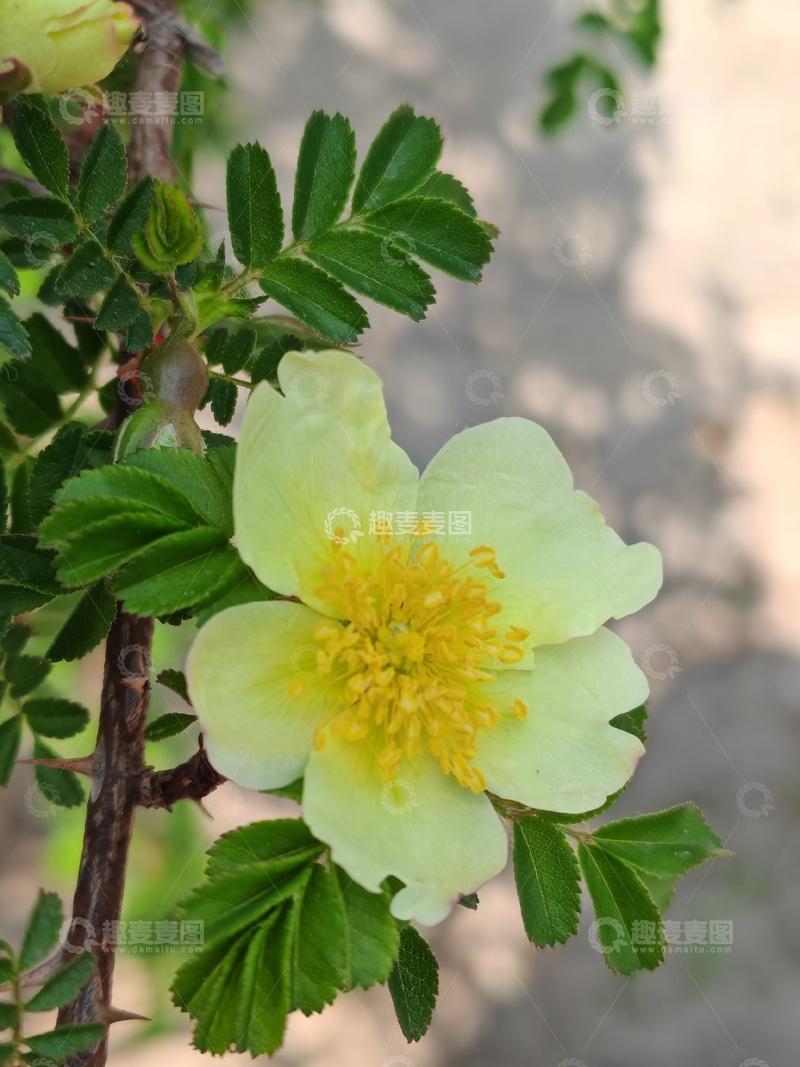 高清大图下载【趣麦麦图】绿叶黄花植物特写摄影