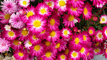 花朵花卉花瓣花蕊花丛花海植物