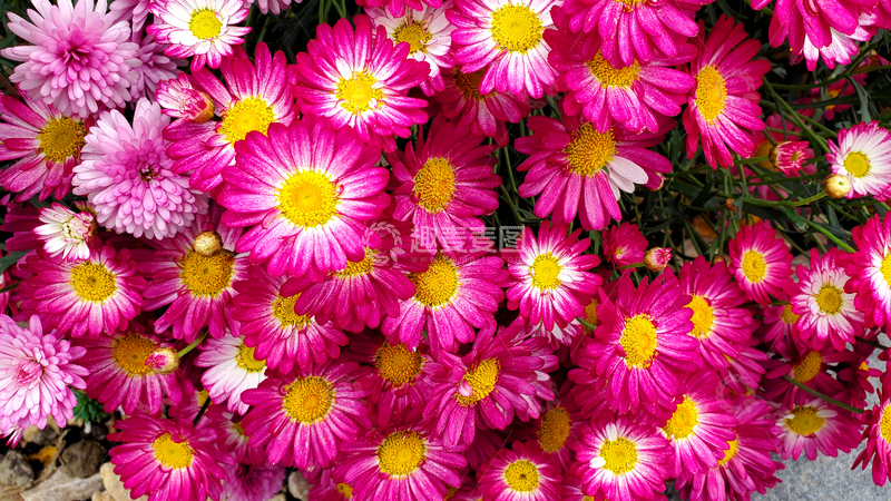 高清大图下载【趣麦麦图】花朵花卉花瓣花蕊花丛花海植物