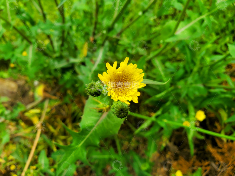 高清大图下载【趣麦麦图】苦苣菜花朵花卉花瓣花蕊植物