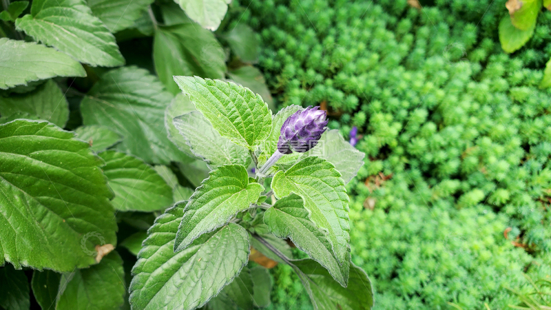 高清大图下载【趣麦麦图】蓝花鼠尾草花苞花骨朵绿叶叶子植物