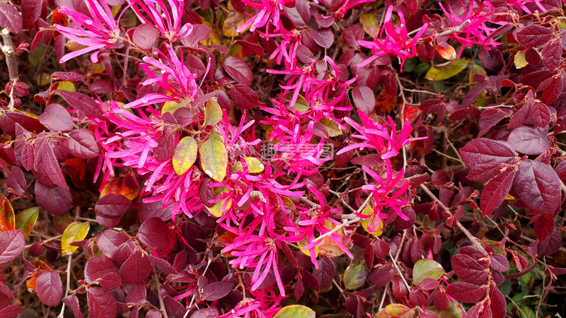 高清大图下载【趣麦麦图】红继木花朵花卉花瓣树叶花丛