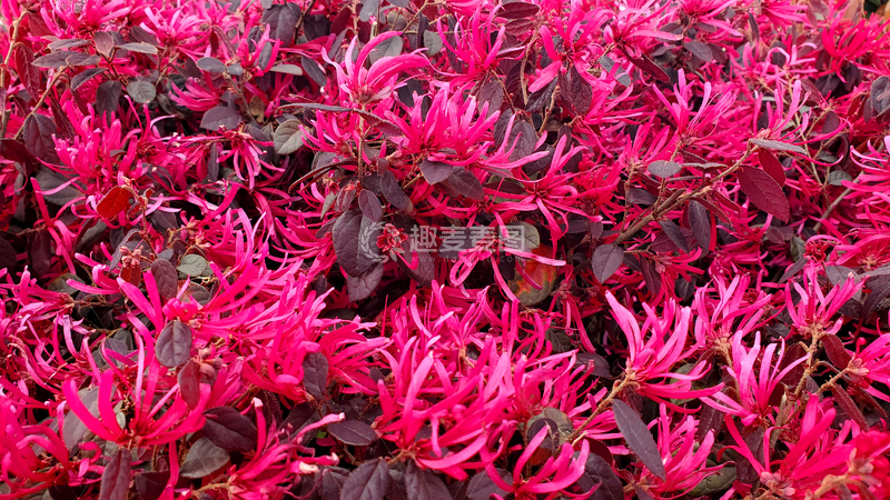 高清大图下载【趣麦麦图】红继木花丛树丛灌木丛花朵花卉花瓣