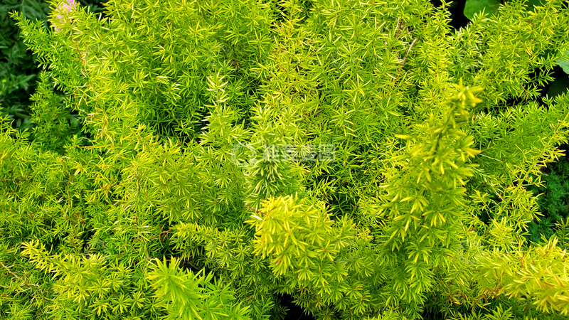 高清大图下载【趣麦麦图】迷迭香香草香料青草草丛植物