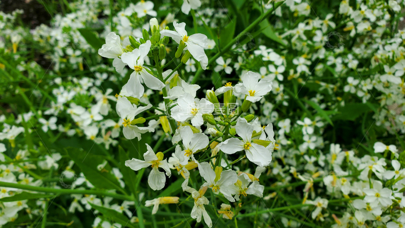 高清大图下载【趣麦麦图】花丛花朵花卉花瓣植物萝卜花