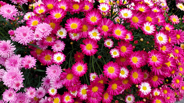 春日花丛花簇花朵花卉花瓣花蕊