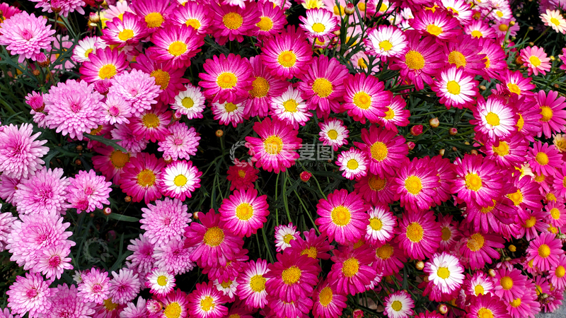 高清大图下载【趣麦麦图】春日花丛花簇花朵花卉花瓣花蕊