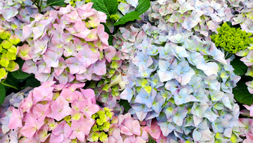 紫阳花绣球花花丛花簇花朵花卉花瓣