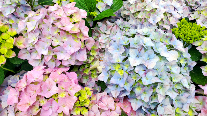 高清大图下载【趣麦麦图】紫阳花绣球花花丛花簇花朵花卉花瓣