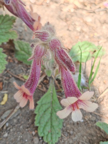 野外紫粉花朵特写