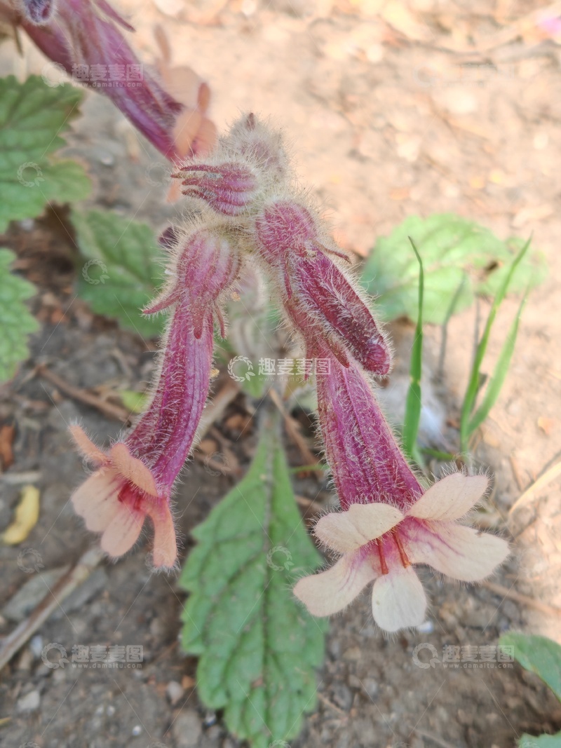 高清大图下载【趣麦麦图】野外紫粉花朵特写