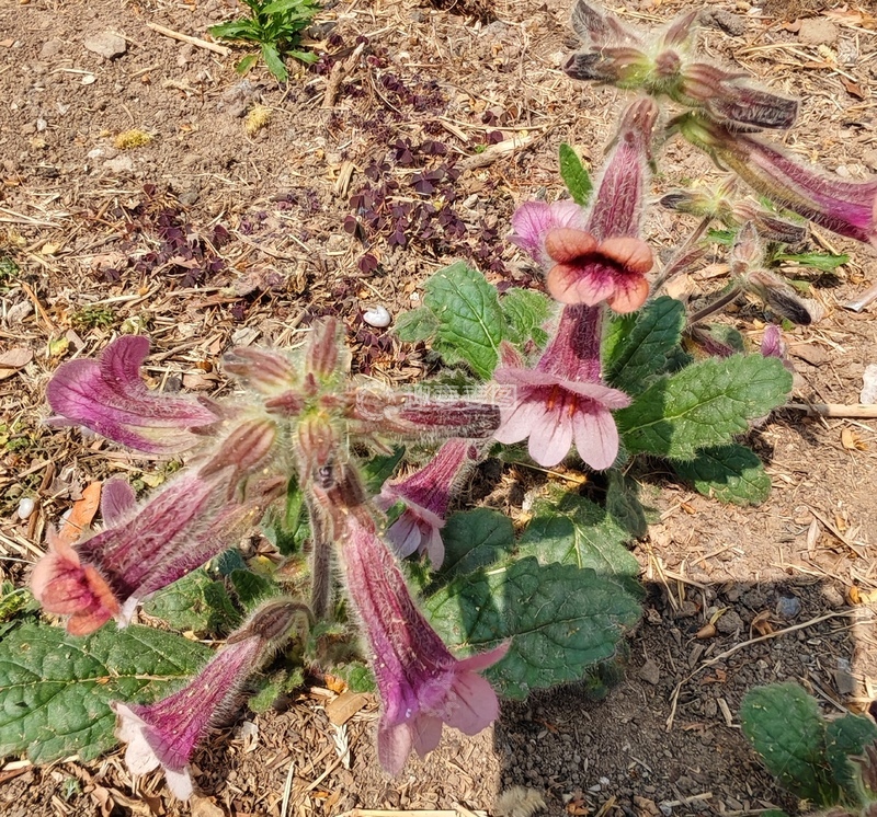 高清大图下载【趣麦麦图】野花自然生长摄影图