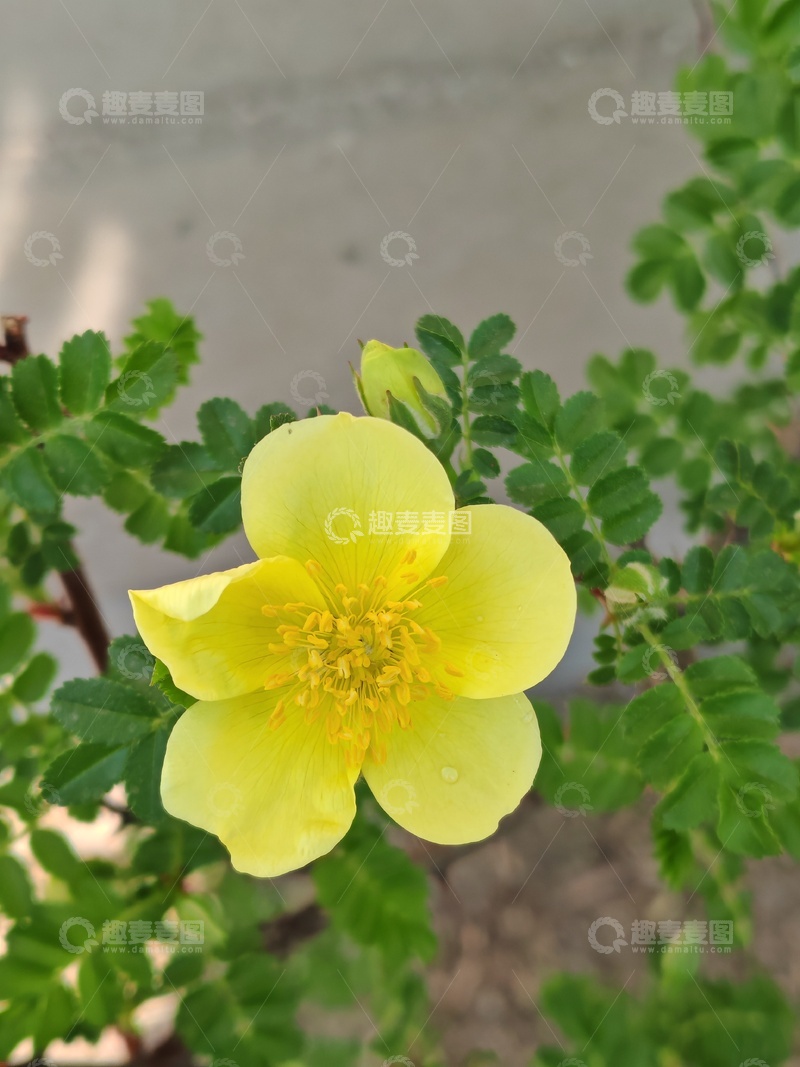 高清大图下载【趣麦麦图】黄花绽放绿叶间