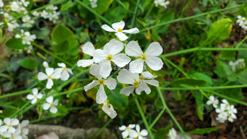 高清大图下载【趣麦麦图】花朵花卉花瓣萝卜花植物聚焦摄影