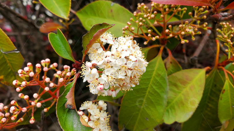 高清大图下载【趣麦麦图】红叶石楠花花朵花卉花簇花苞绿叶