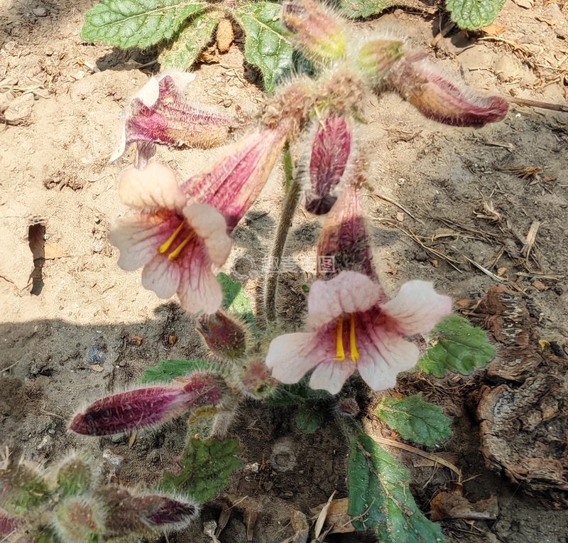 高清大图下载【趣麦麦图】野外紫花植物摄影图片