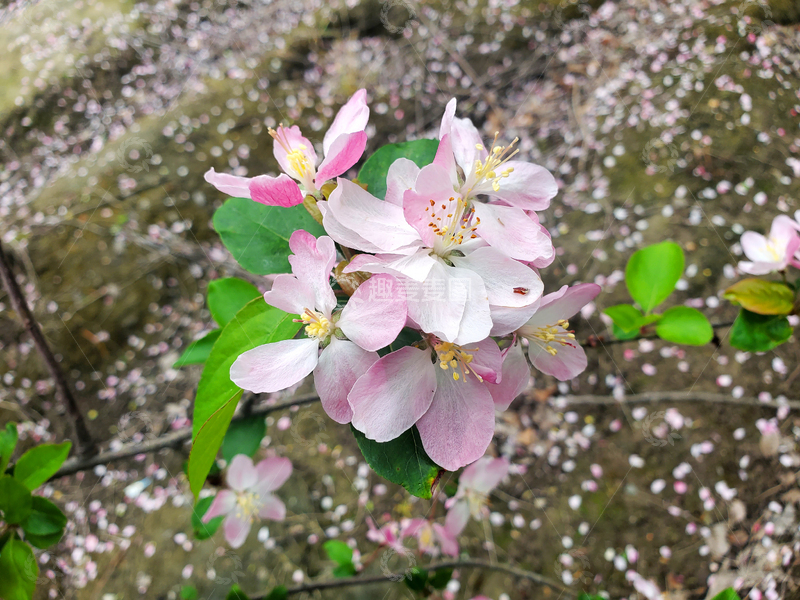 高清大图下载【趣麦麦图】晚樱樱花花朵花卉花瓣绿叶树枝