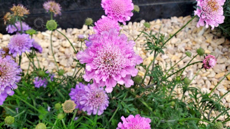 高清大图下载【趣麦麦图】窄叶蓝盆花花卉花朵花蕊花丛