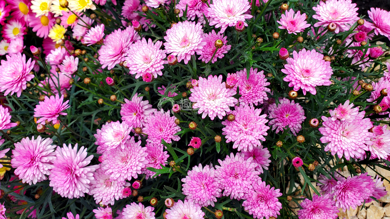 高清大图下载【趣麦麦图】春日菊花千头菊花朵花卉花苞花丛植物
