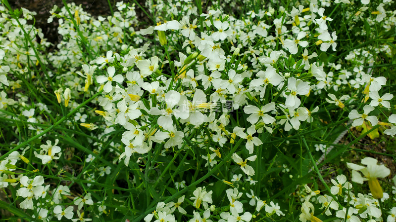 高清大图下载【趣麦麦图】萝卜花花卉花朵花瓣花丛花簇