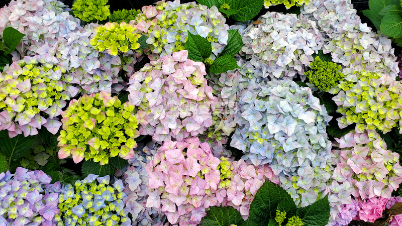 高清大图下载【趣麦麦图】绣球花花丛花簇花朵花卉花瓣花坛