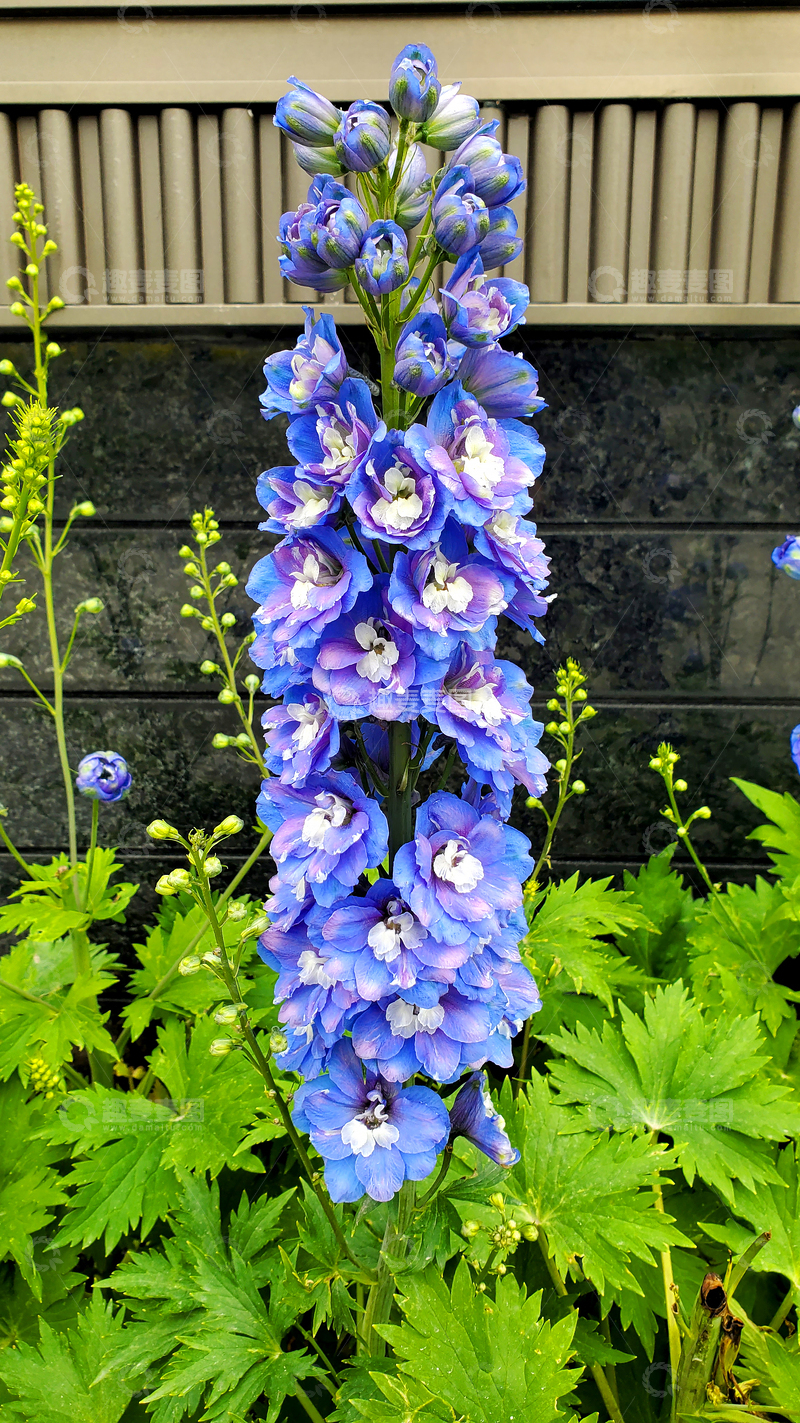 高清大图下载【趣麦麦图】高翠雀花花穗花序花朵花卉花苞绿叶