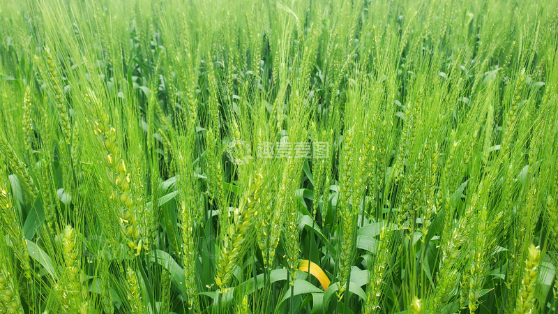 高清大图下载【趣麦麦图】小麦麦子麦地麦穗麦芒农作物