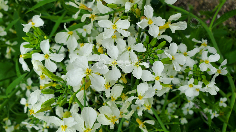 高清大图下载【趣麦麦图】花朵花卉花瓣花蕊花蕾花丛