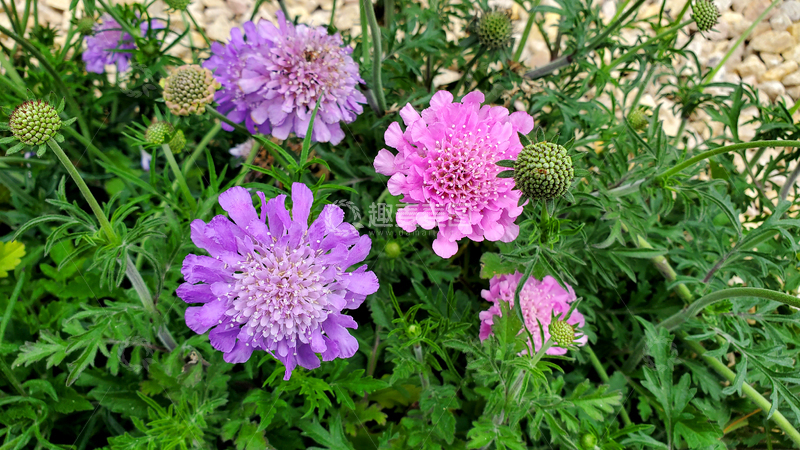 高清大图下载【趣麦麦图】蓝盆花花卉花瓣花蕊花朵花苞花丛