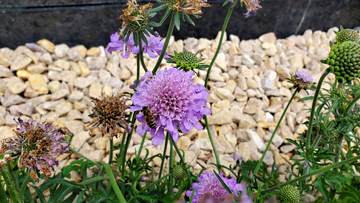 蓝盆花蜜蜂采蜜花朵花卉