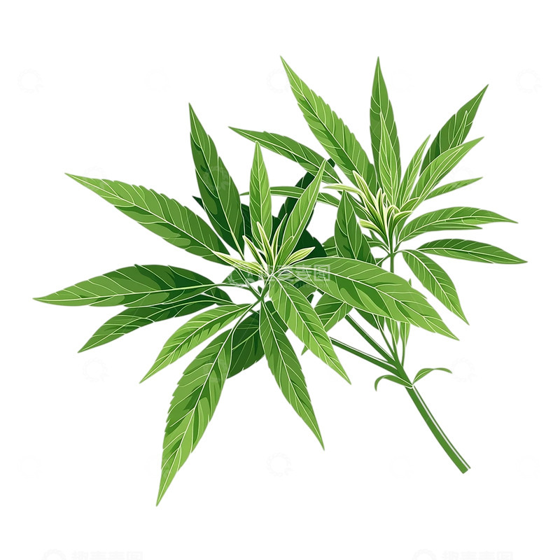 高清大图下载【趣麦麦图】艾草的神秘芳香之源