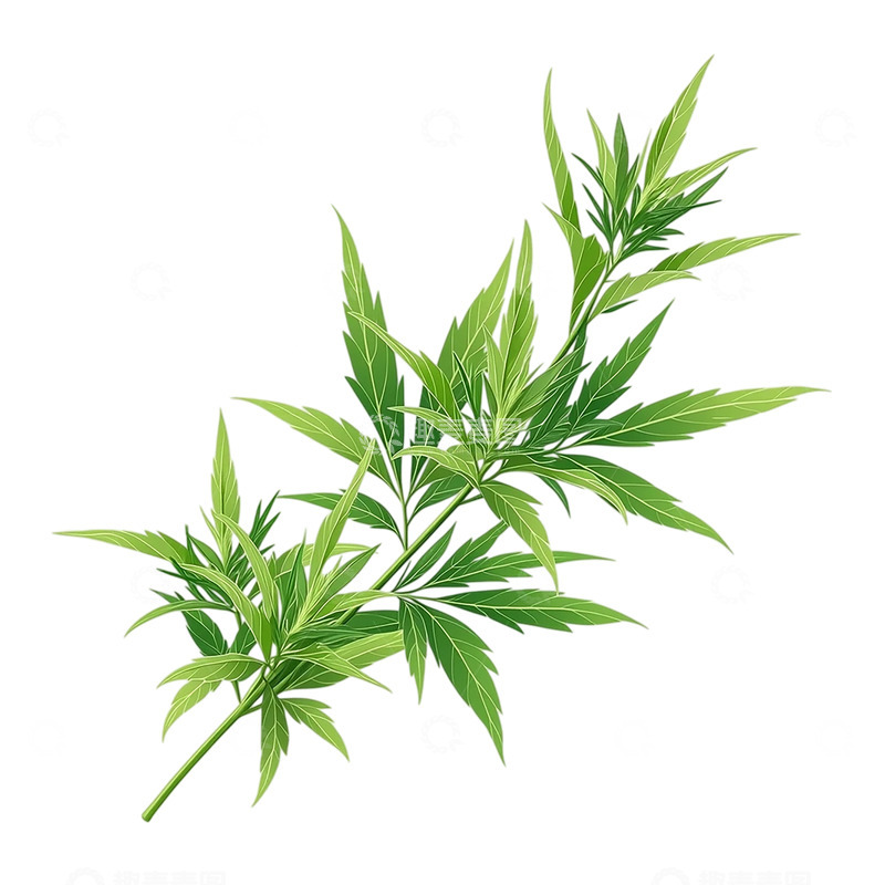 高清大图下载【趣麦麦图】细腻叶脉中的生命力