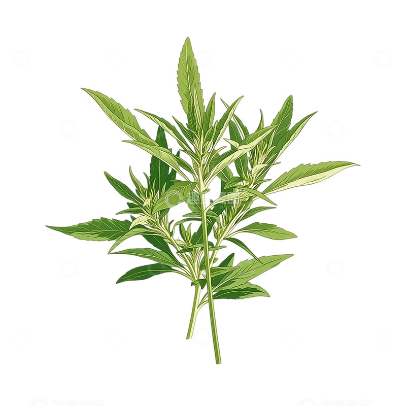 高清大图下载【趣麦麦图】自然芳香艾叶盛放