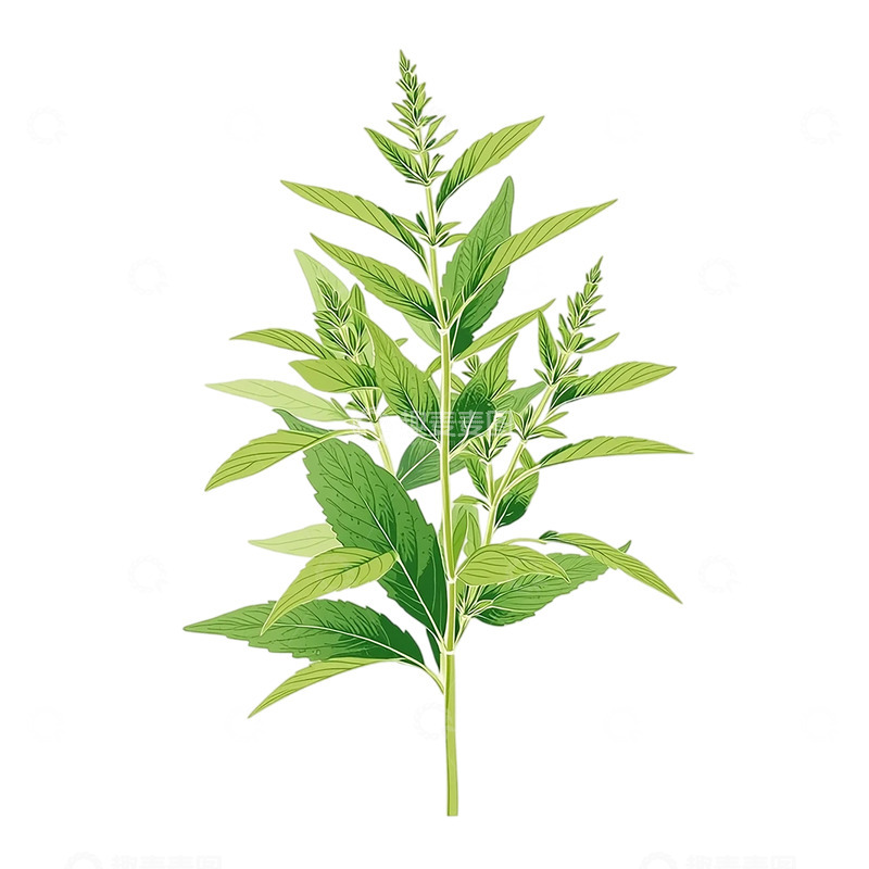 高清大图下载【趣麦麦图】神秘艾草的生机奇迹