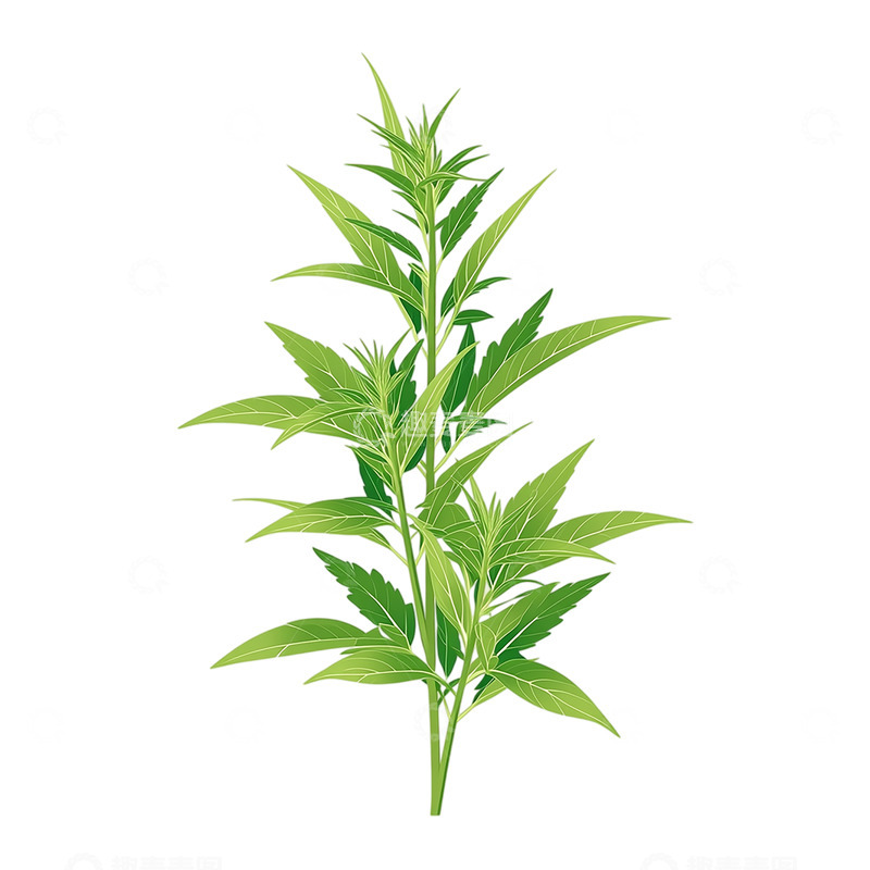 高清大图下载【趣麦麦图】细腻翠绿艾草繁茂之姿