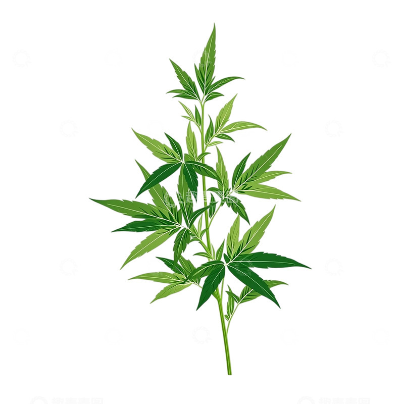 高清大图下载【趣麦麦图】静谧艾草的翠绿之歌