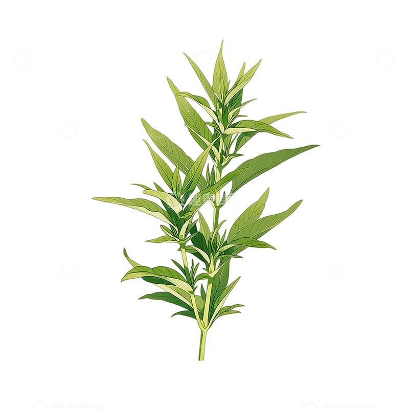 高清大图下载【趣麦麦图】绿意盎然的艾草芳香之源