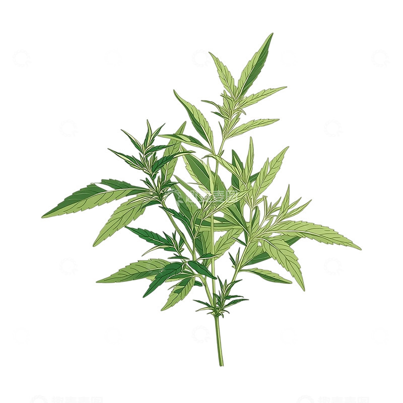 高清大图下载【趣麦麦图】灵动艾草的春日颂歌