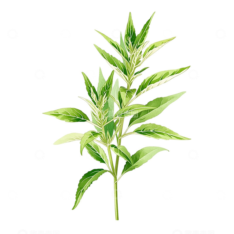 高清大图下载【趣麦麦图】翠绿艾草的生命律动